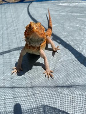 cover image of Adventure of Bearded Dragon named Charlie Brown